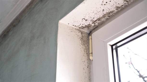 Best Attic Mold Removal  in Bangor, ME