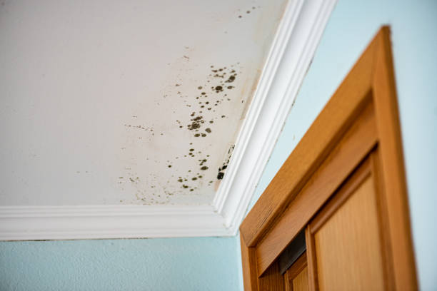 Best Affordable Mold Removal  in Bangor, ME