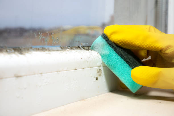 Best Attic Mold Removal  in Bangor, ME