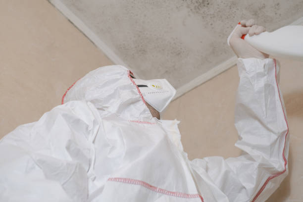 Best Office Mold Removal Services  in Bangor, ME