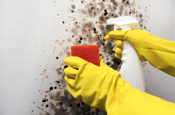 Best Certified Mold Removal  in Bangor, ME