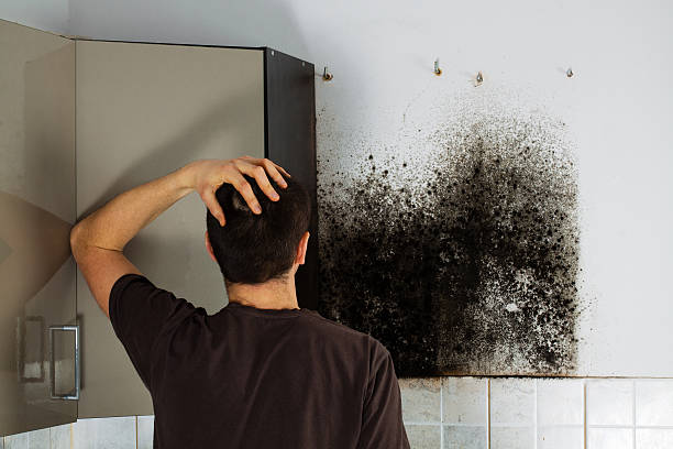 Professional Mold Removal in Bangor, ME