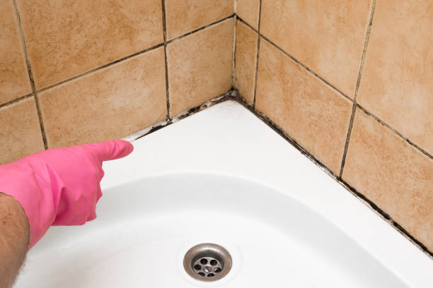 Best Black Mold Removal  in Bangor, ME